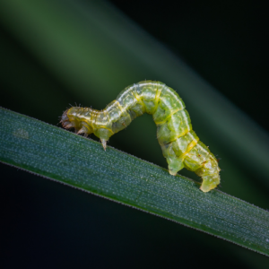 Common Lawn Pests in Georgia: Moles, Armyworms, Ants & More - Absolute Green Landscaping