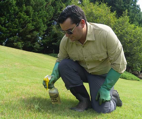 Spot treats weeds in green grass - Absolute Green Landscaping