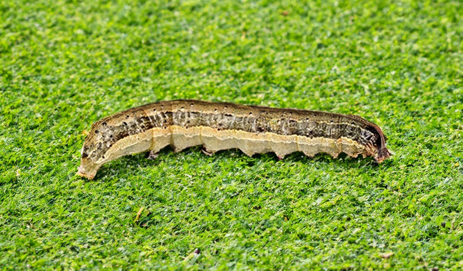 Armyworm damage in Georgia lawns - Absolute Green Landscaping