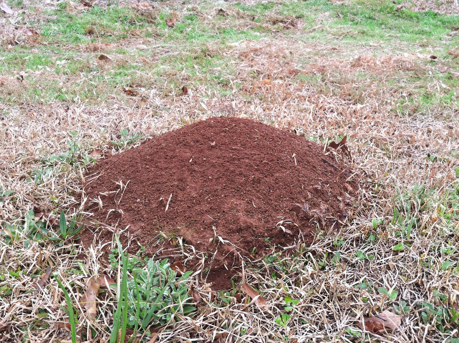 Fire ant infestation in Georgia lawns - Absolute Green Landscaping