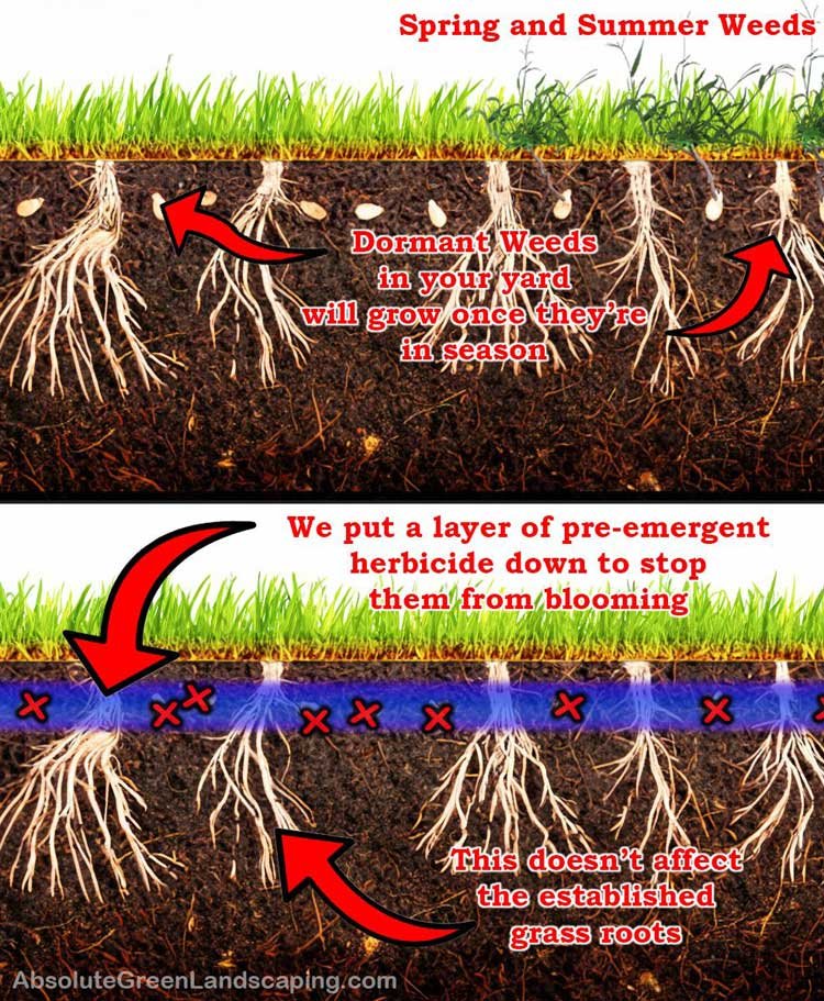 Spot treats weeds in green grass - Absolute Green Landscaping