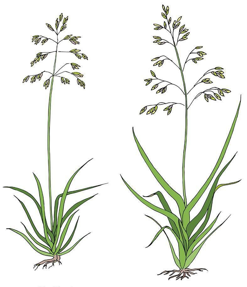 How to identify Poa Annua - Bluegrass - Quality lawn fertilizer and Weed control