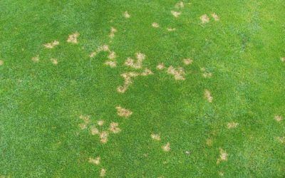 Dollar Spot Fungus