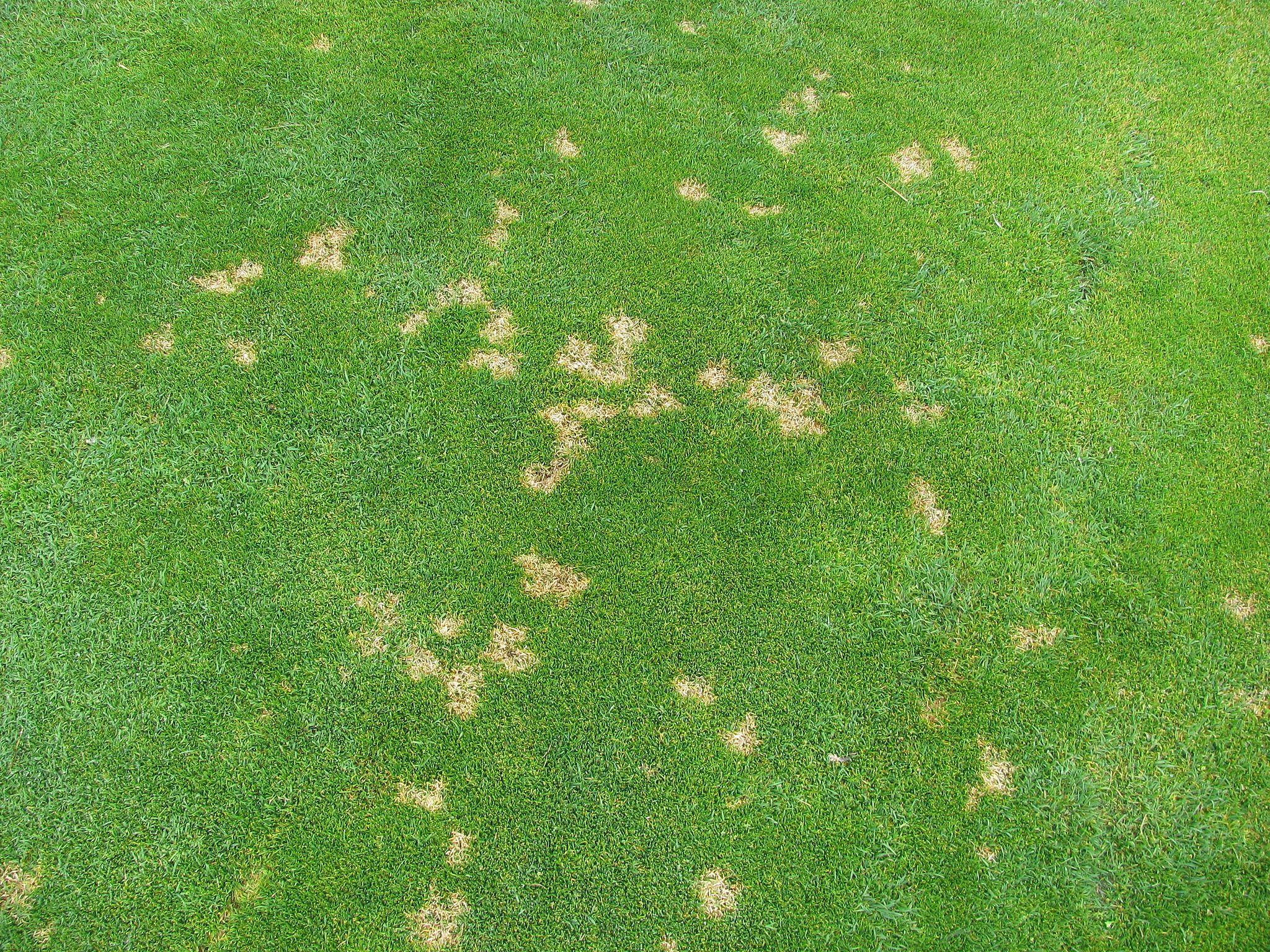 A photograph of the bleach-colored spots of Dollar Spot Fungus in short-cut grass.