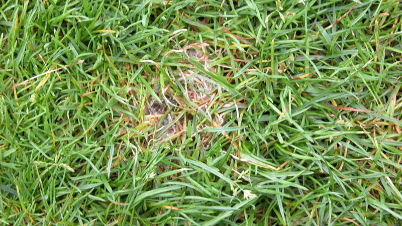 Overhead photograph of dollar-spot fungus, surrounded by grass.
