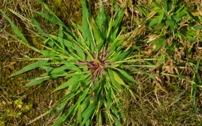Crabgrass – How to Prevent It