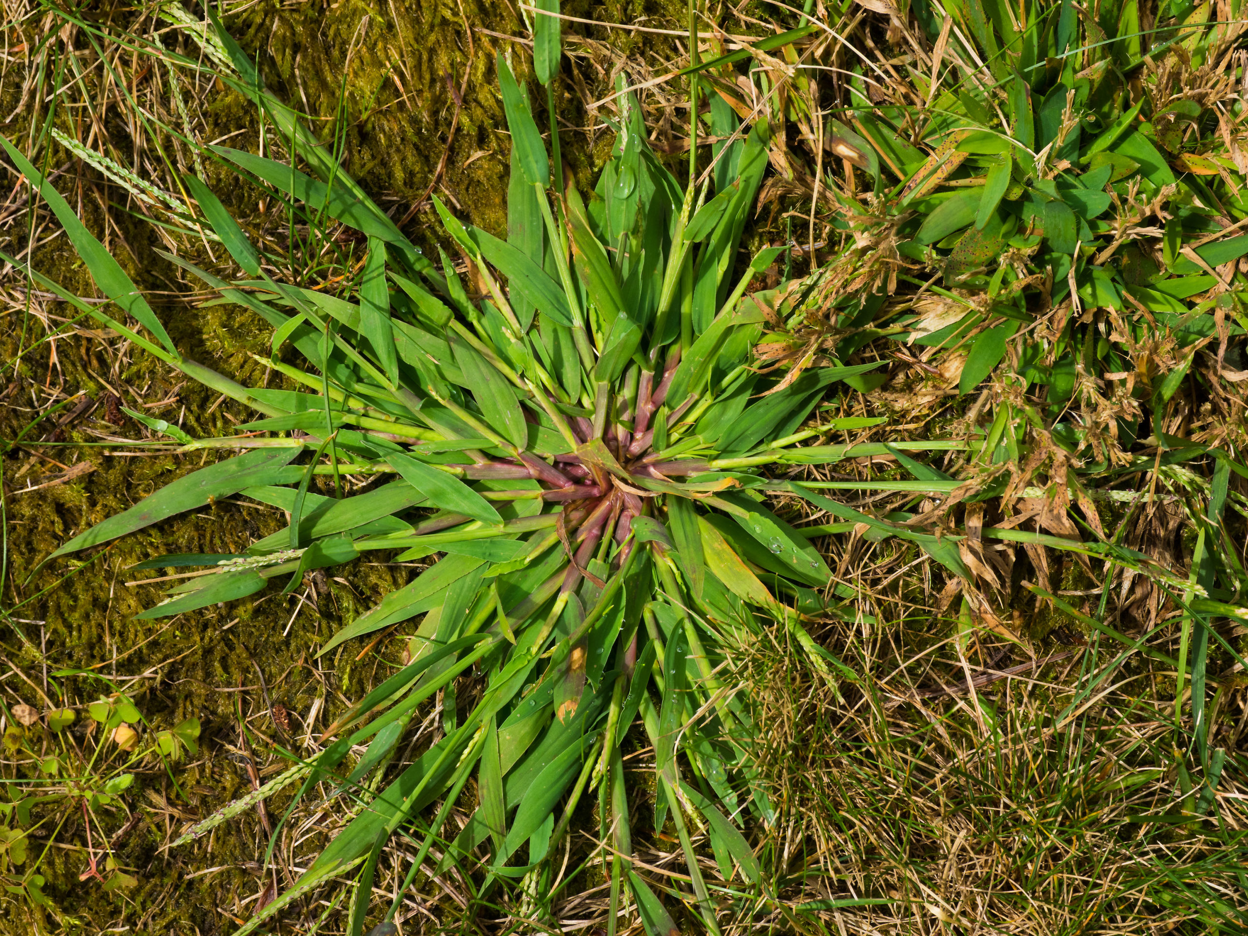 A cluster of crabgrass