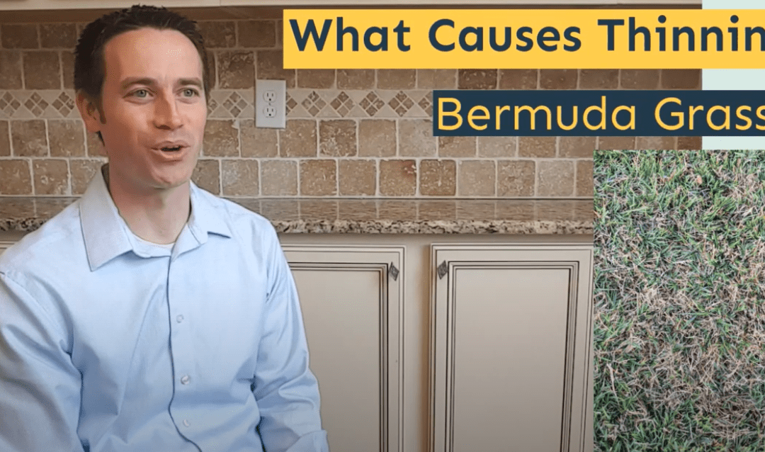 What Causes Thinning Bermuda Grass?