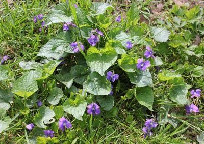 Photo of Wild Violets, a weed with small purple flowers and broad leaves