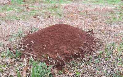 Moles, Army Worms, Ants, and Other Pests