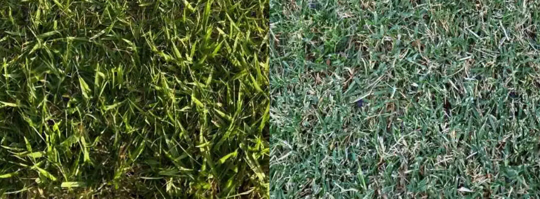 What kind of Grass should you put in your Yard?