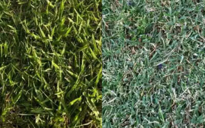 What kind of Grass should you put in your Yard?