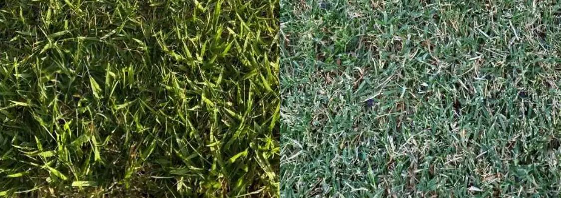 A side by side comparison of zoysia and bermuda grass types