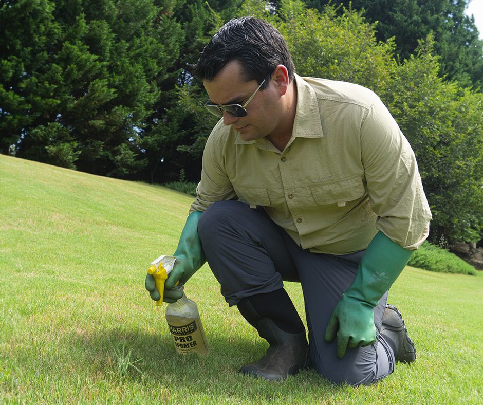 Image of green grass