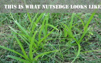 What is Nutsedge and how do you deal with it?
