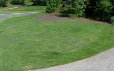 Zoysia Grass Facts